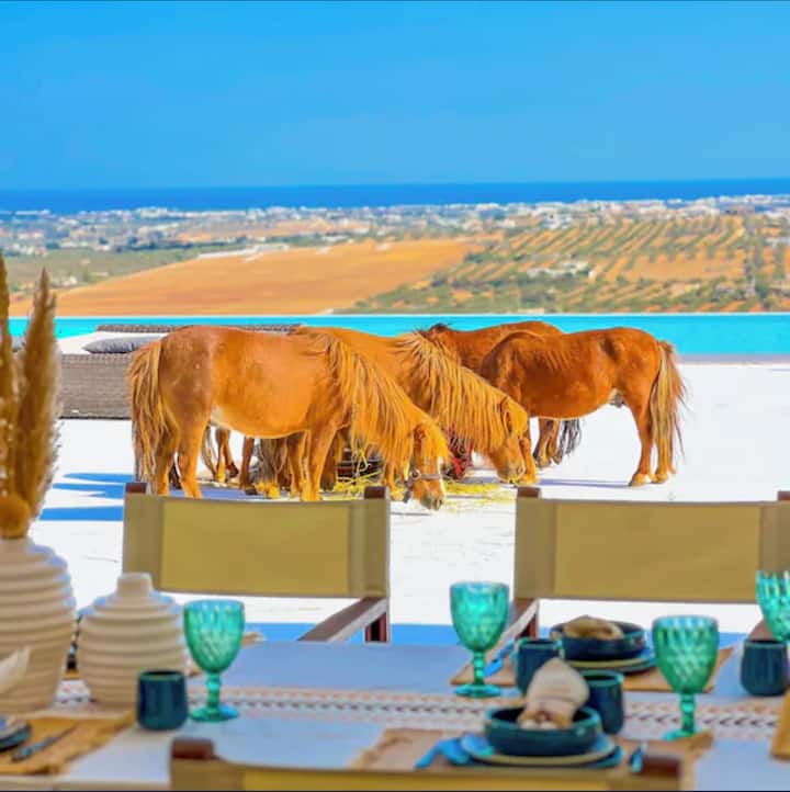 Table dressée sur la terrasse, poneys en train de brouter devant la piscine à débordement et la baie au loin.