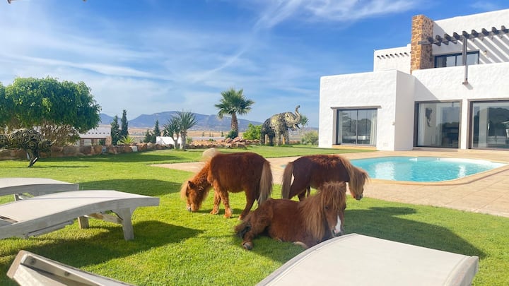 Poneys broutant sur la pelouse devant la villa blanche et la seconde piscine.