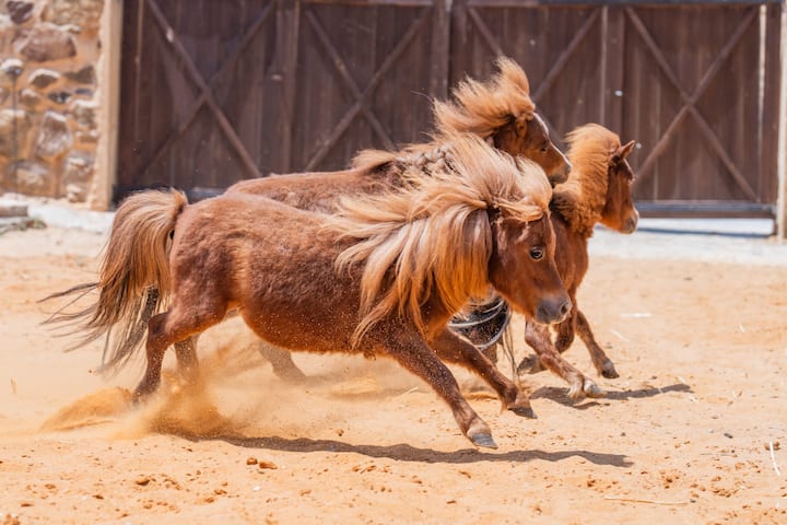 Poneys au galop dans la cour de sable, devant un mur de pierre.